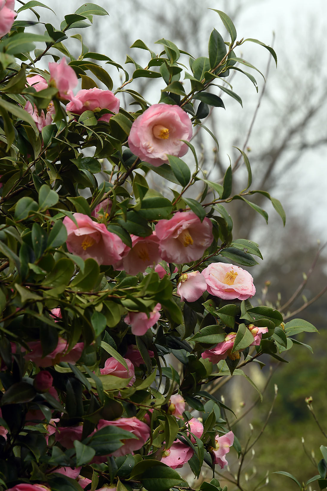 First Day of Spring